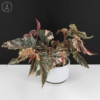 Begonia Ginny Galaxy