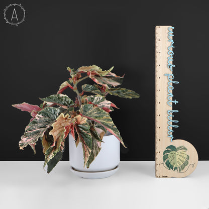 Begonia Ginny Galaxy