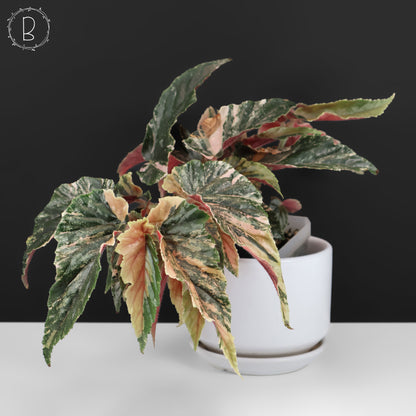 Begonia Ginny Galaxy