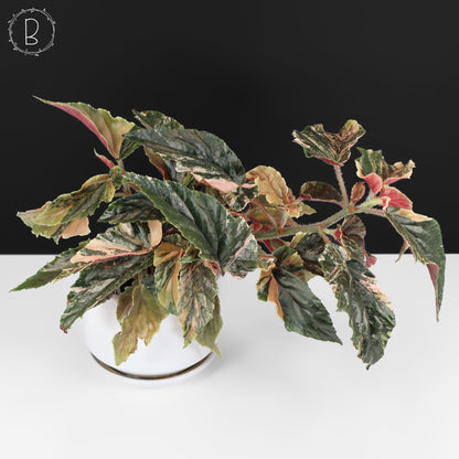 Begonia Ginny Galaxy