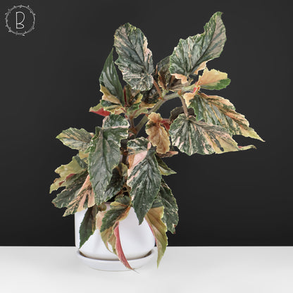 Begonia Ginny Galaxy