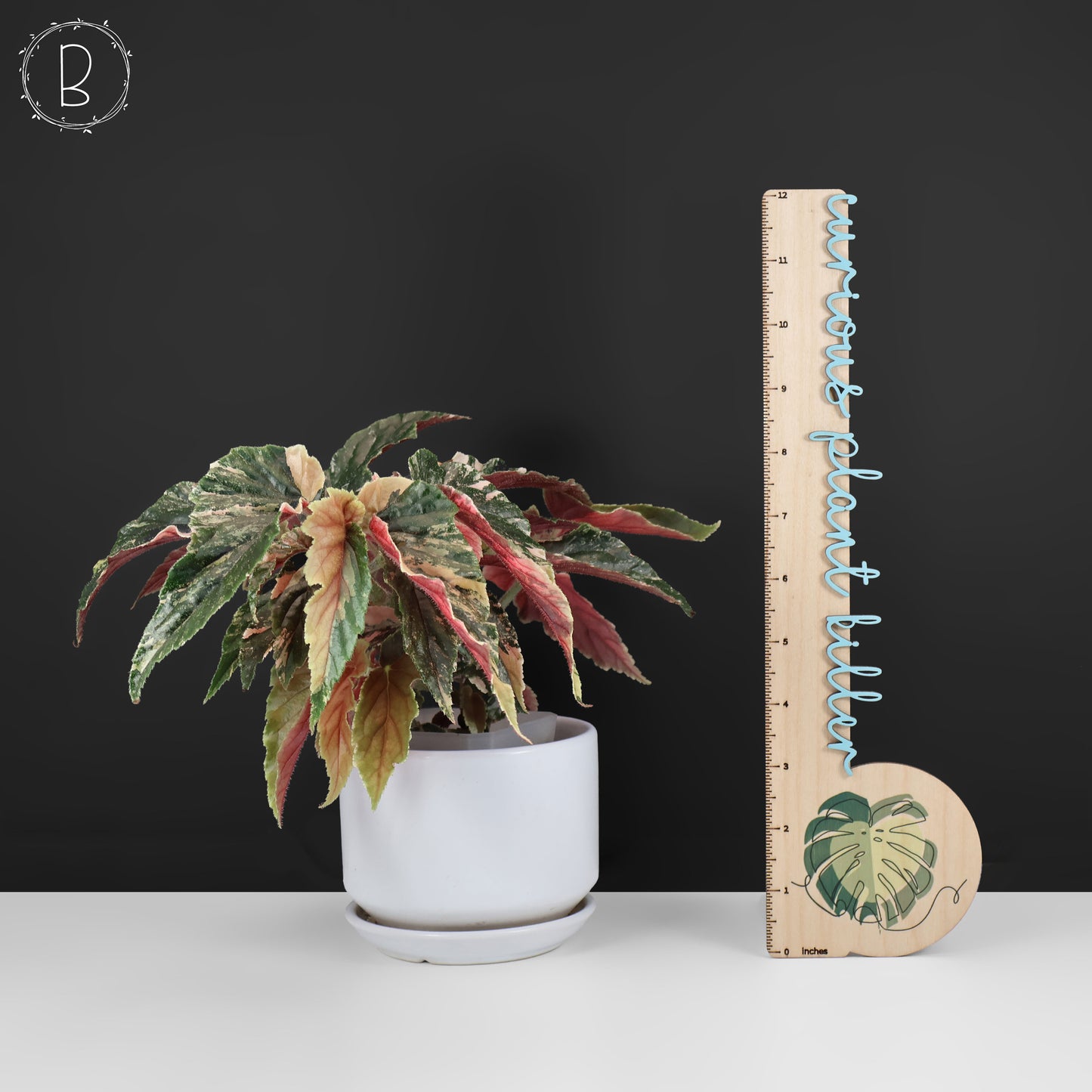 Begonia Ginny Galaxy