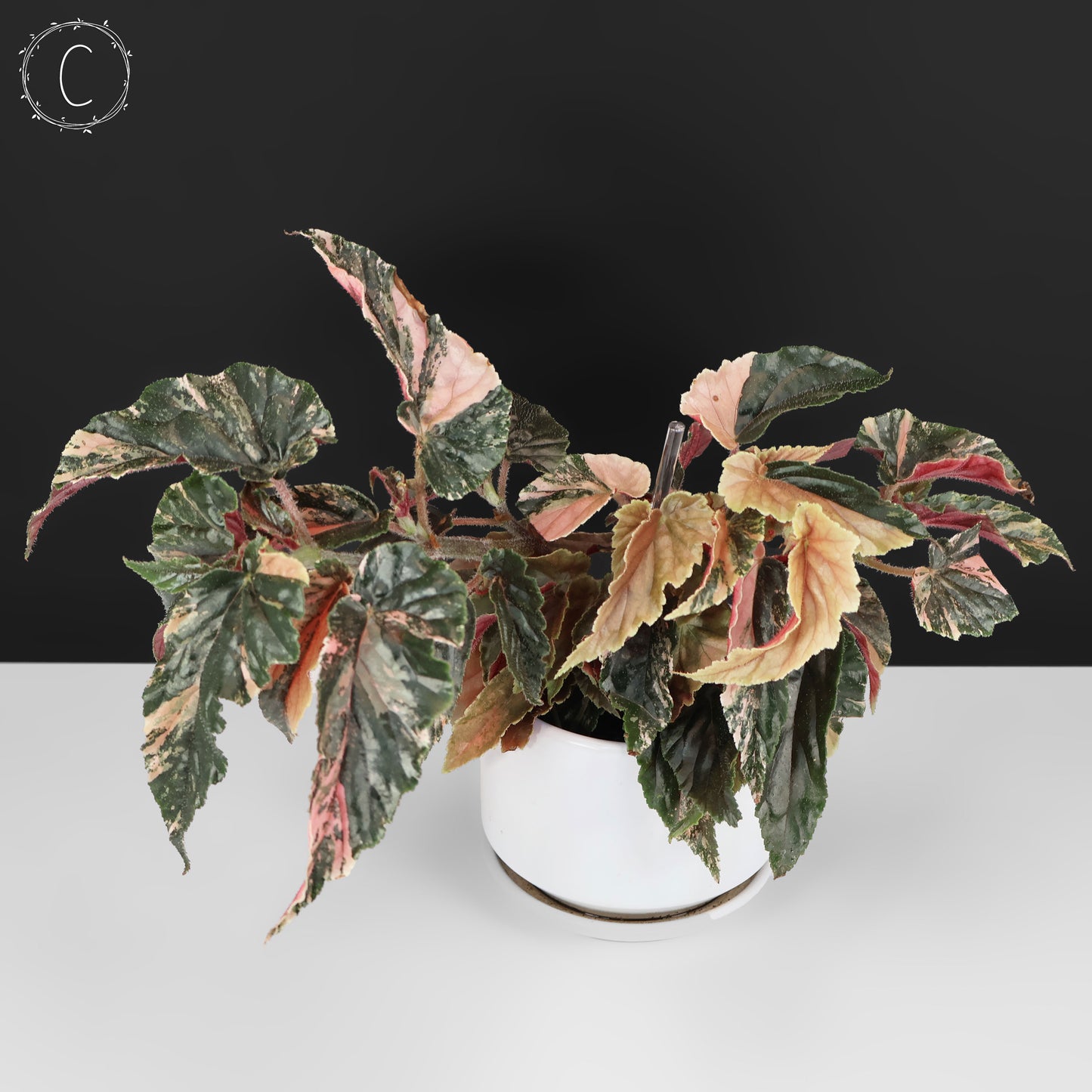 Begonia Ginny Galaxy