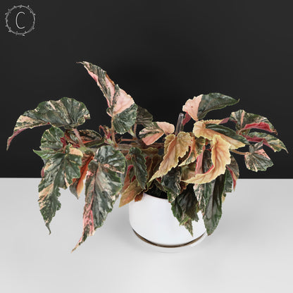 Begonia Ginny Galaxy