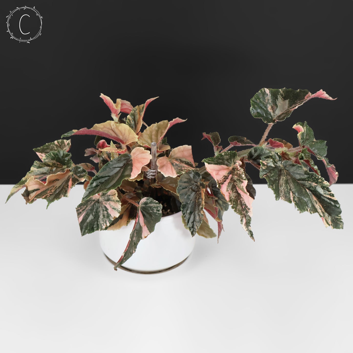 Begonia Ginny Galaxy