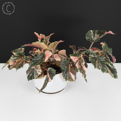 Begonia Ginny Galaxy