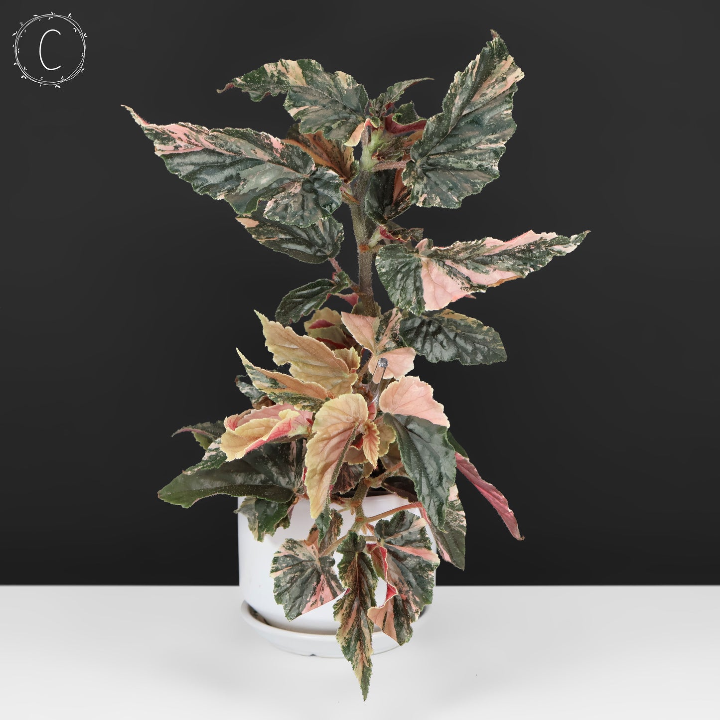 Begonia Ginny Galaxy