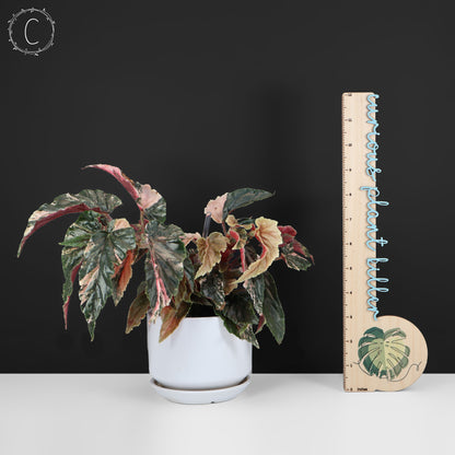 Begonia Ginny Galaxy