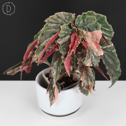 Begonia Ginny Galaxy