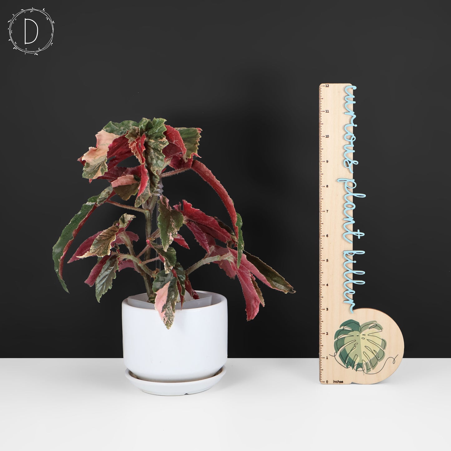 Begonia Ginny Galaxy