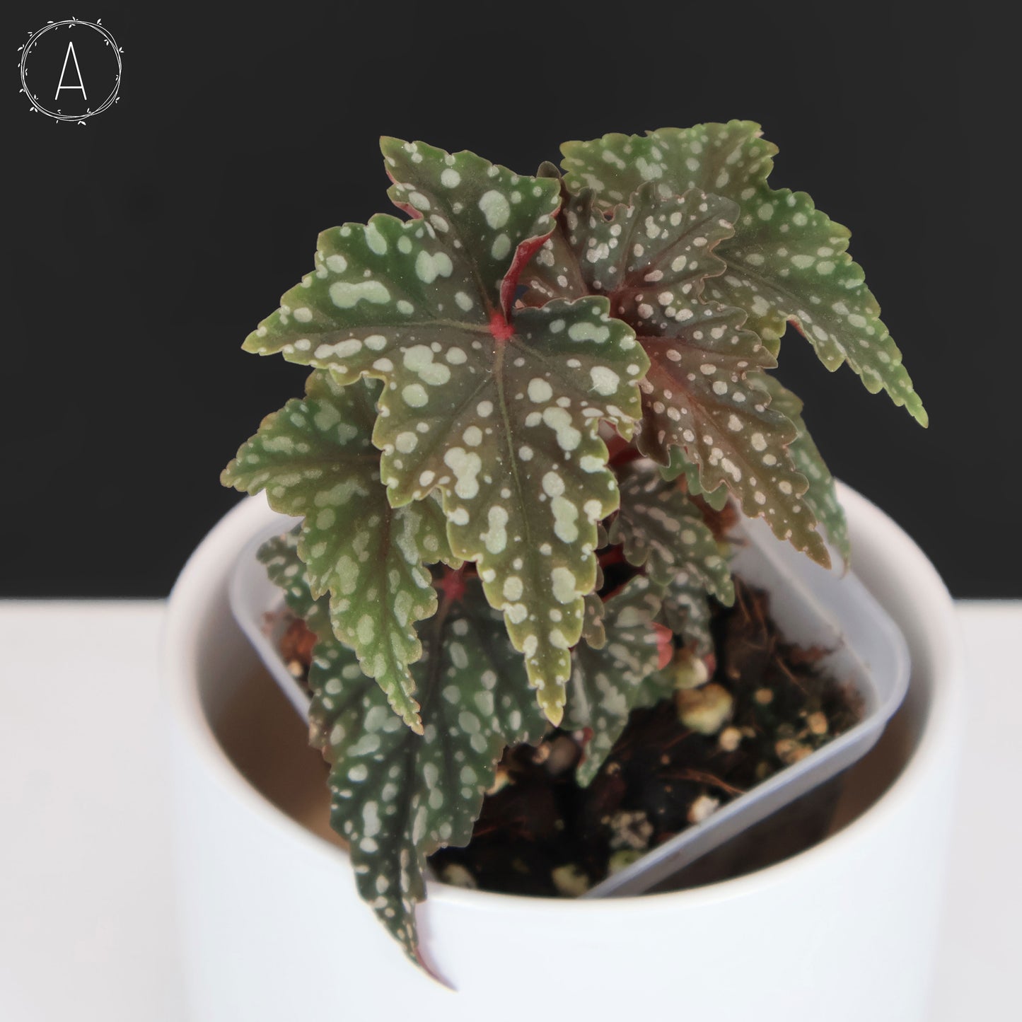 Begonia Izumo no Kiraboshi (Reverted)