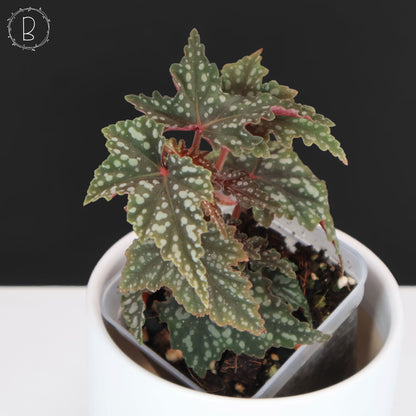 Begonia Izumo no Kiraboshi (Reverted)