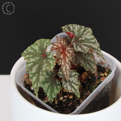 Begonia Izumo no Kiraboshi (Reverted)