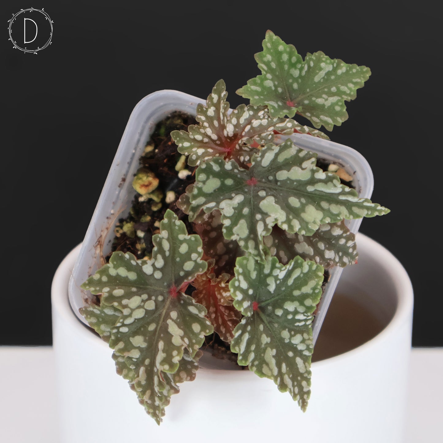 Begonia Izumo no Kiraboshi (Reverted)