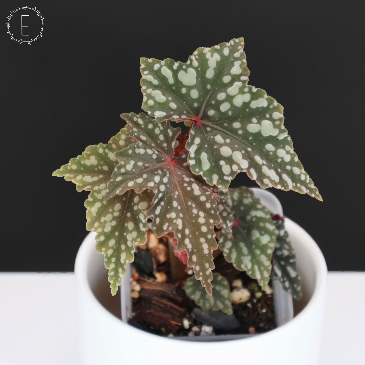 Begonia Izumo no Kiraboshi (Reverted)