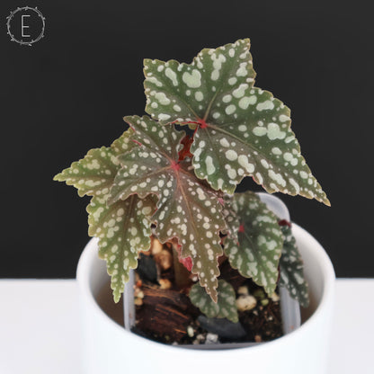 Begonia Izumo no Kiraboshi (Reverted)