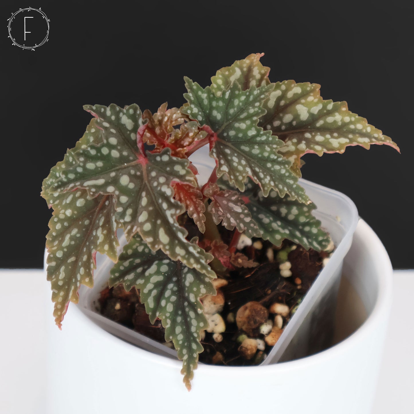 Begonia Izumo no Kiraboshi (Reverted)