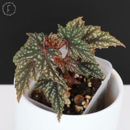 Begonia Izumo no Kiraboshi (Reverted)