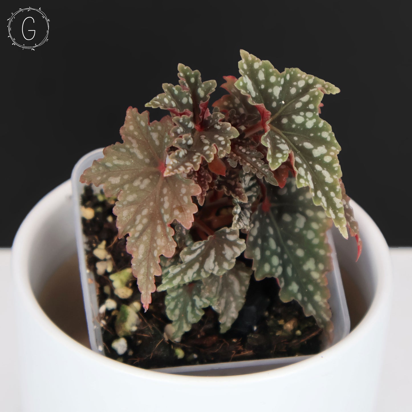 Begonia Izumo no Kiraboshi (Reverted)