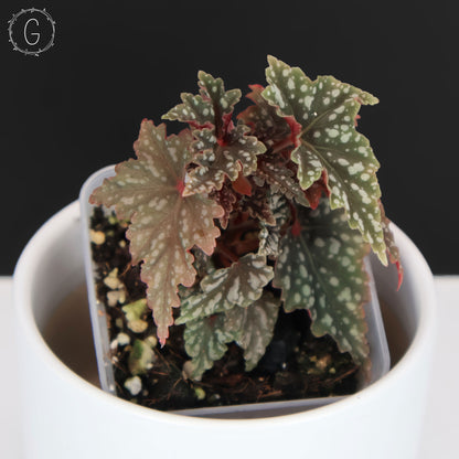 Begonia Izumo no Kiraboshi (Reverted)