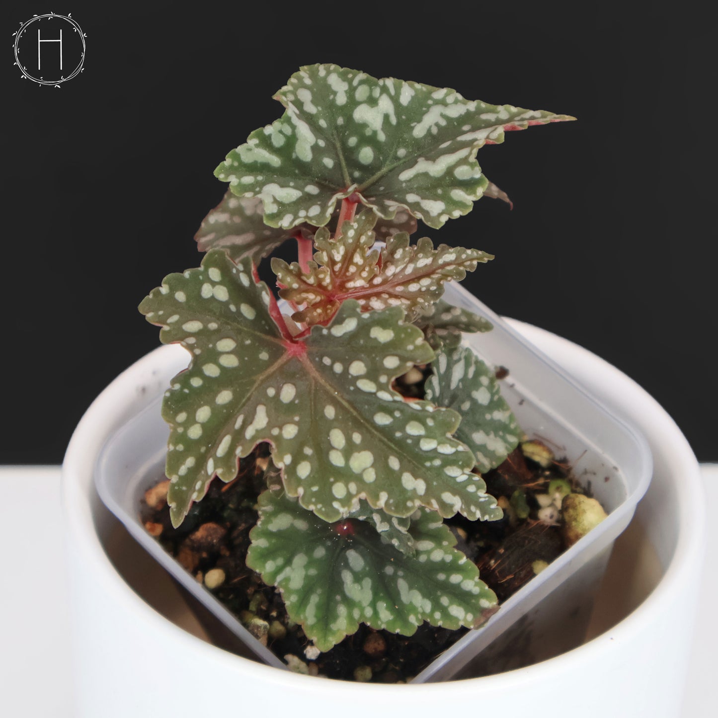 Begonia Izumo no Kiraboshi (Reverted)