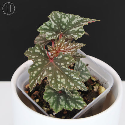 Begonia Izumo no Kiraboshi (Reverted)