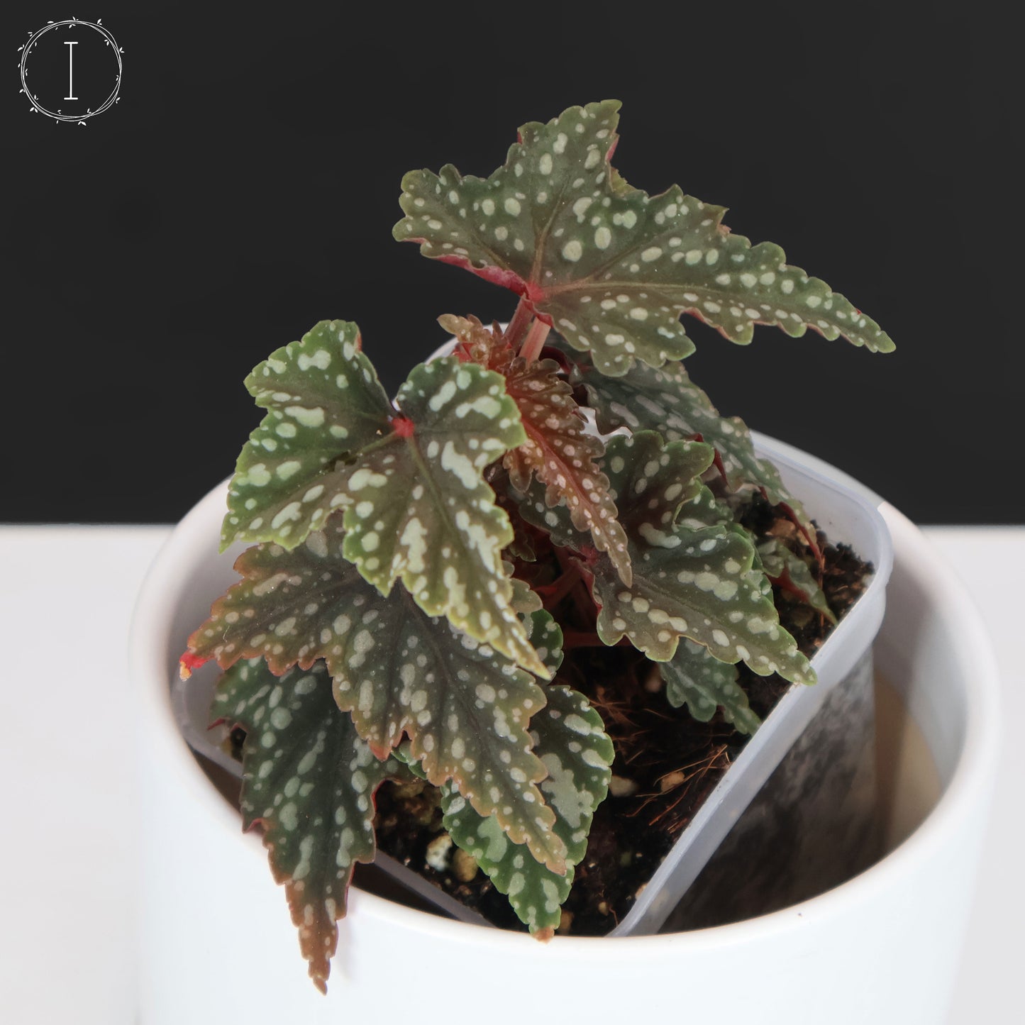 Begonia Izumo no Kiraboshi (Reverted)