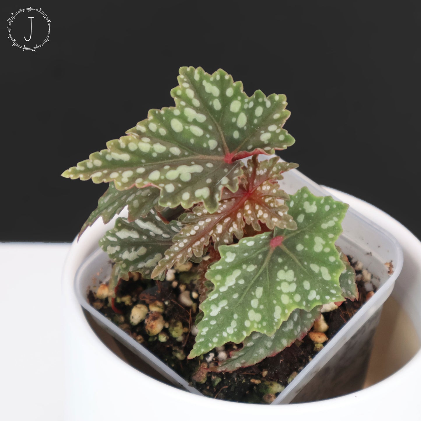 Begonia Izumo no Kiraboshi (Reverted)