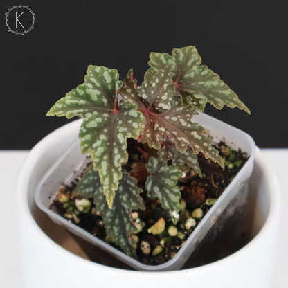 Begonia Izumo no Kiraboshi (Reverted)