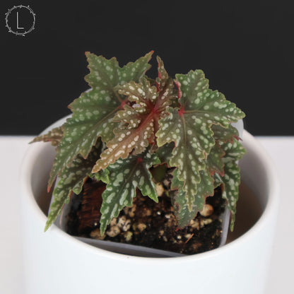 Begonia Izumo no Kiraboshi (Reverted)