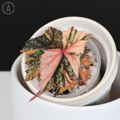 Begonia Izumo no Kiraboshi Abigarrada