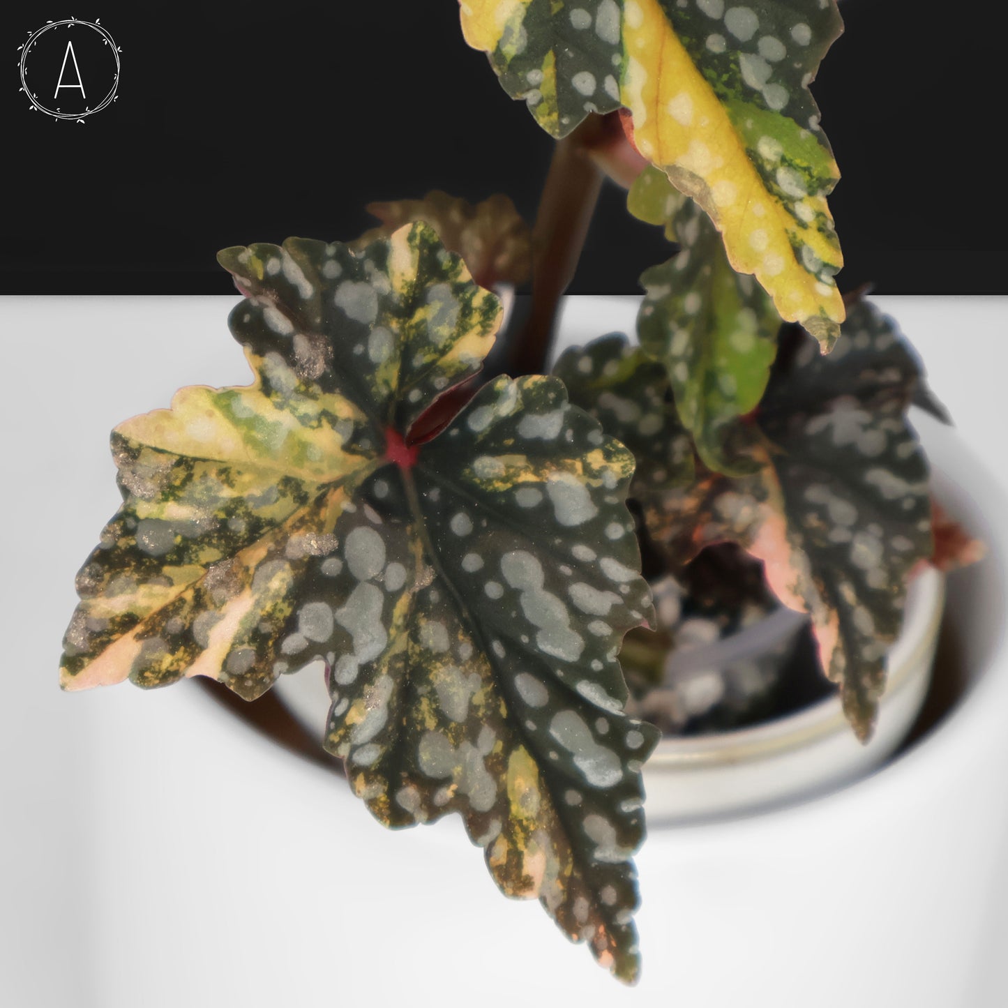Begonia Izumo no Kiraboshi Variegated