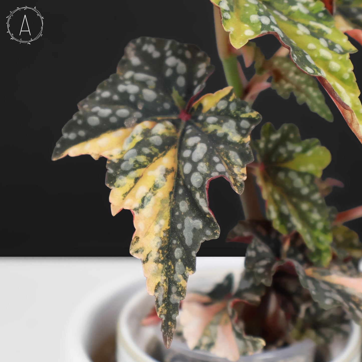 Begonia Izumo no Kiraboshi Variegated