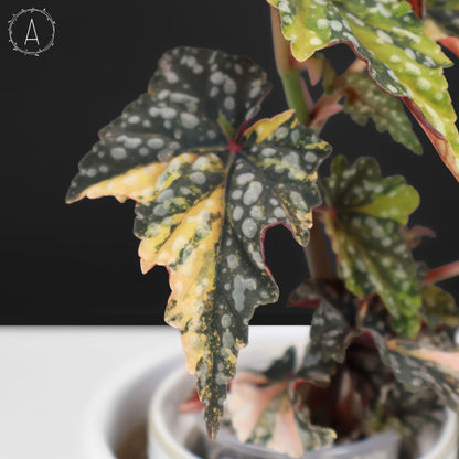 Begonia Izumo no Kiraboshi Variegated