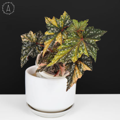 Begonia Izumo no Kiraboshi Variegated
