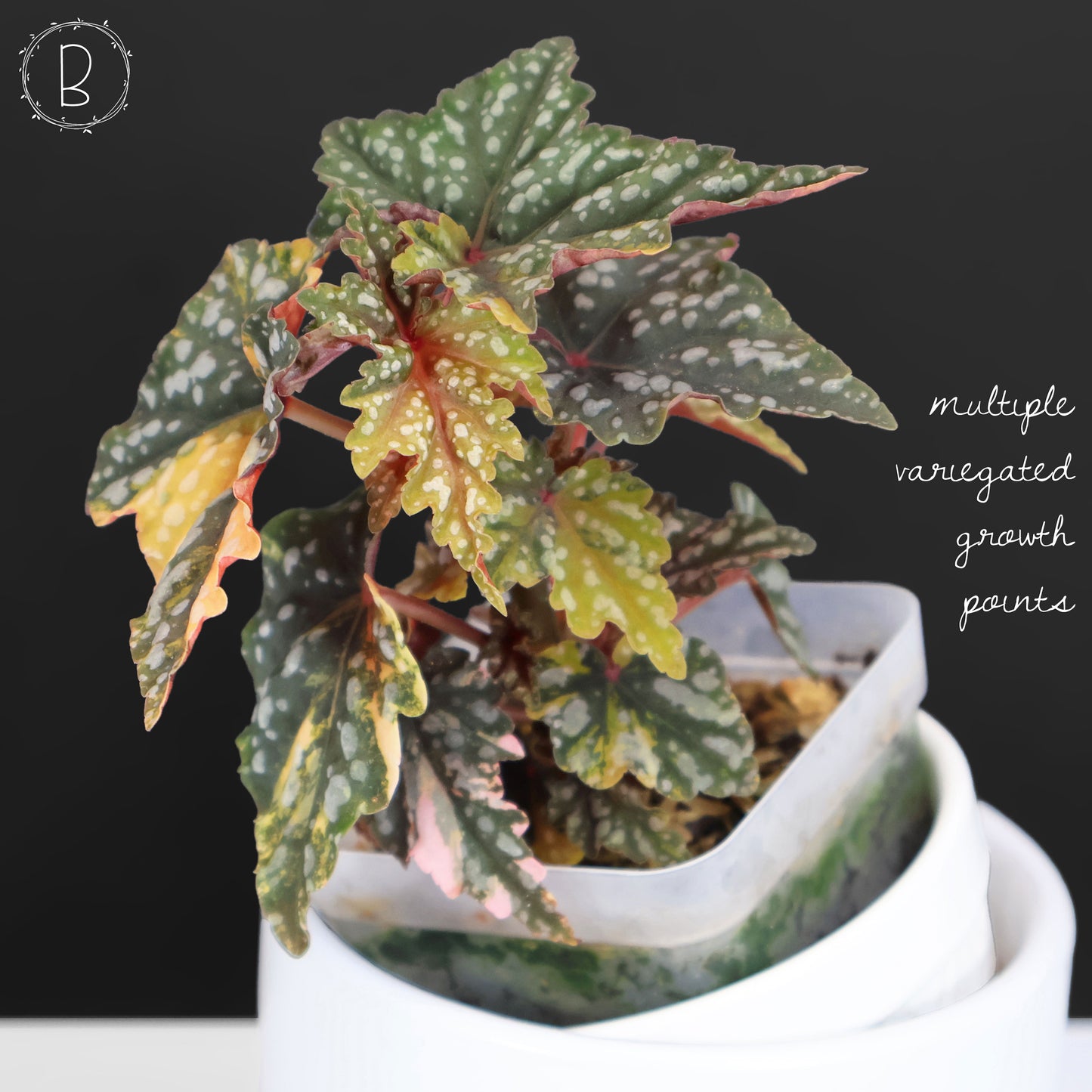 Begonia Izumo no Kiraboshi Variegated