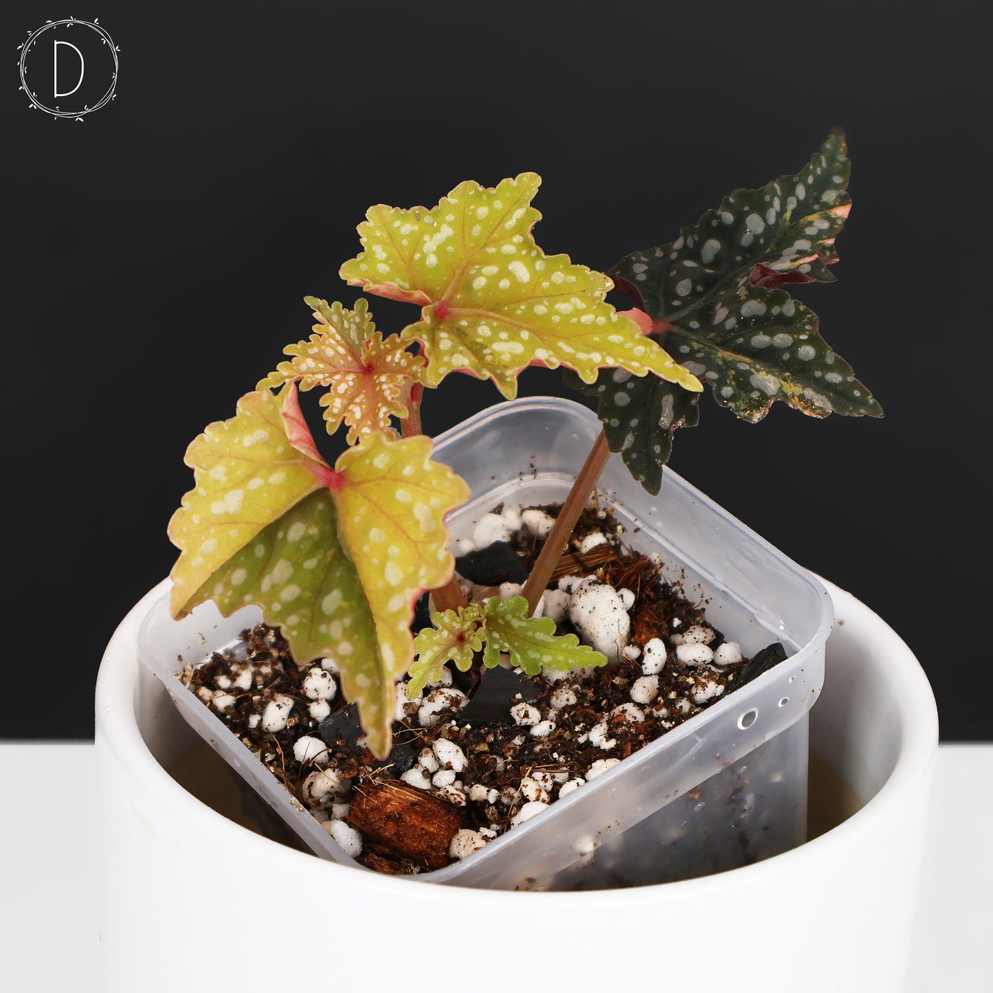 Begonia Izumo no Kiraboshi Abigarrada