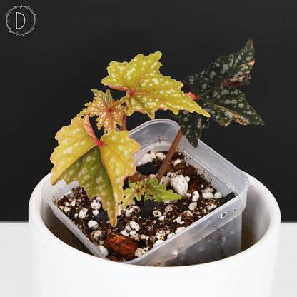 Begonia Izumo no Kiraboshi Abigarrada