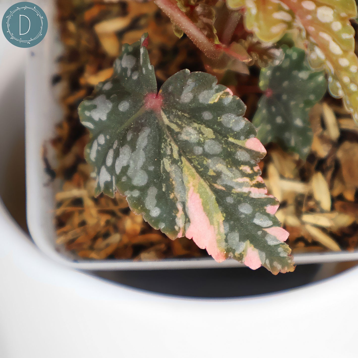 Begonia Izumo no Kiraboshi Abigarrada