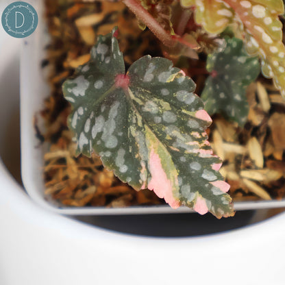 Begonia Izumo no Kiraboshi Abigarrada