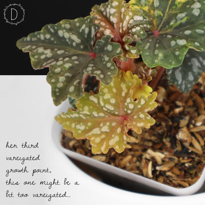 Begonia Izumo no Kiraboshi Abigarrada