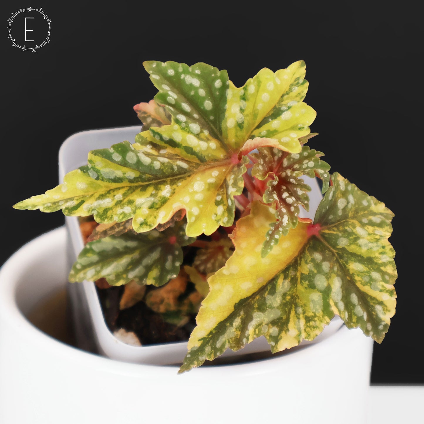 Begonia Izumo no Kiraboshi Variegated