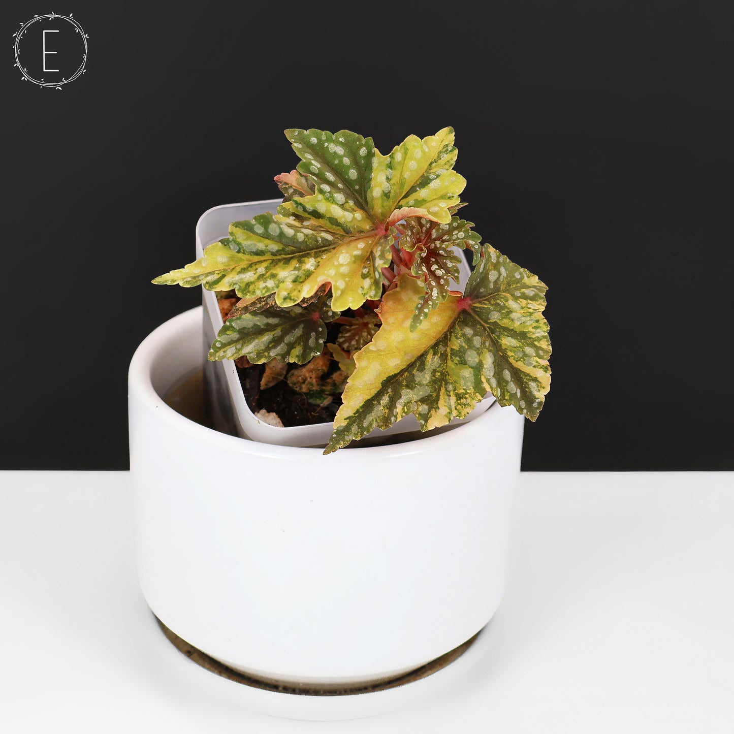 Begonia Izumo no Kiraboshi Variegated