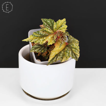 Begonia Izumo no Kiraboshi Variegated