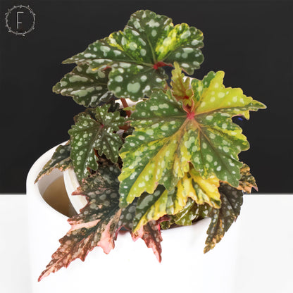 Begonia Izumo no Kiraboshi Variegated