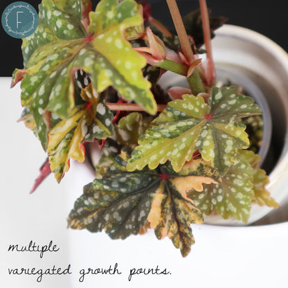 Begonia Izumo no Kiraboshi Variegated