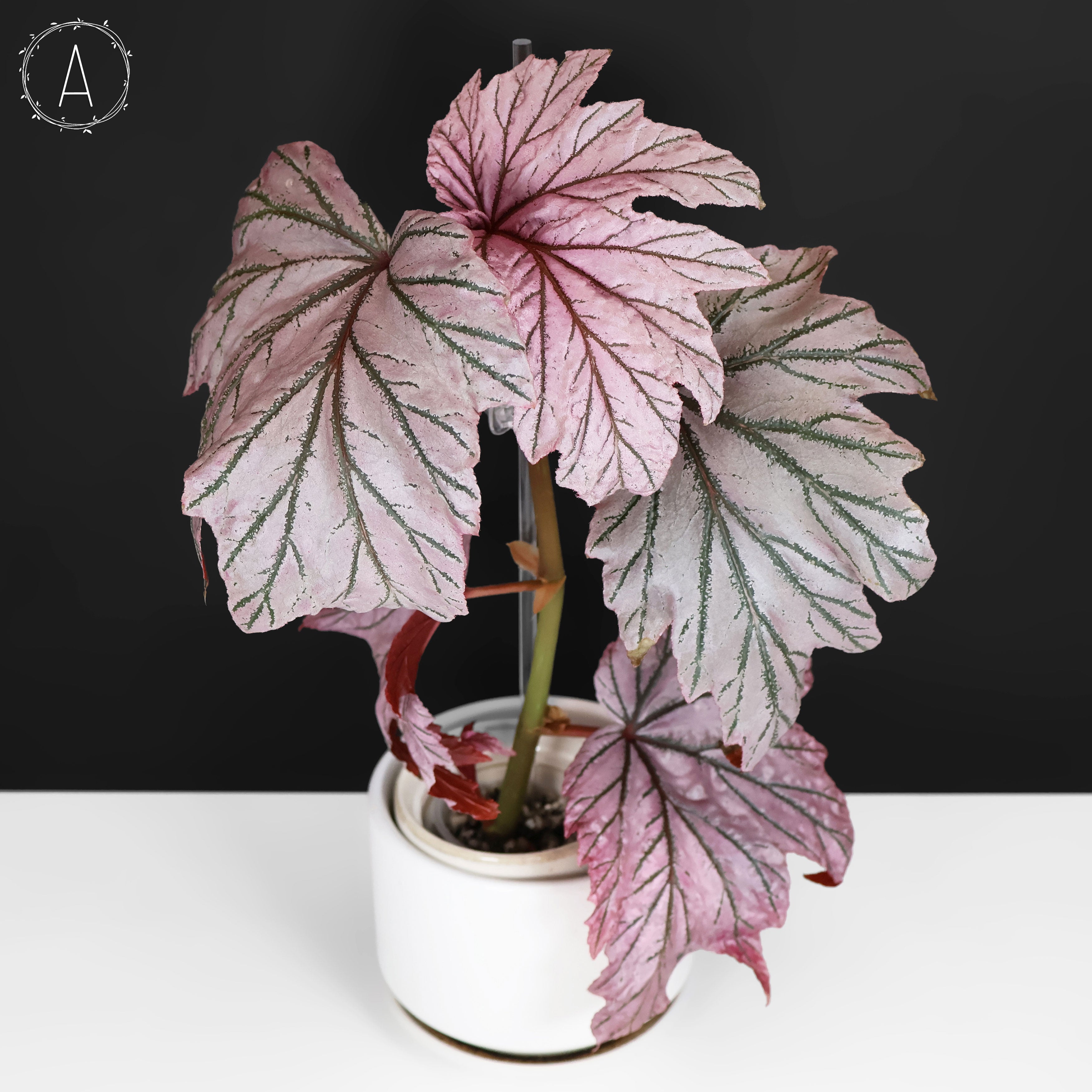 ベゴニア Lamoon Begonia Lamoon – Curious Plant Killer
