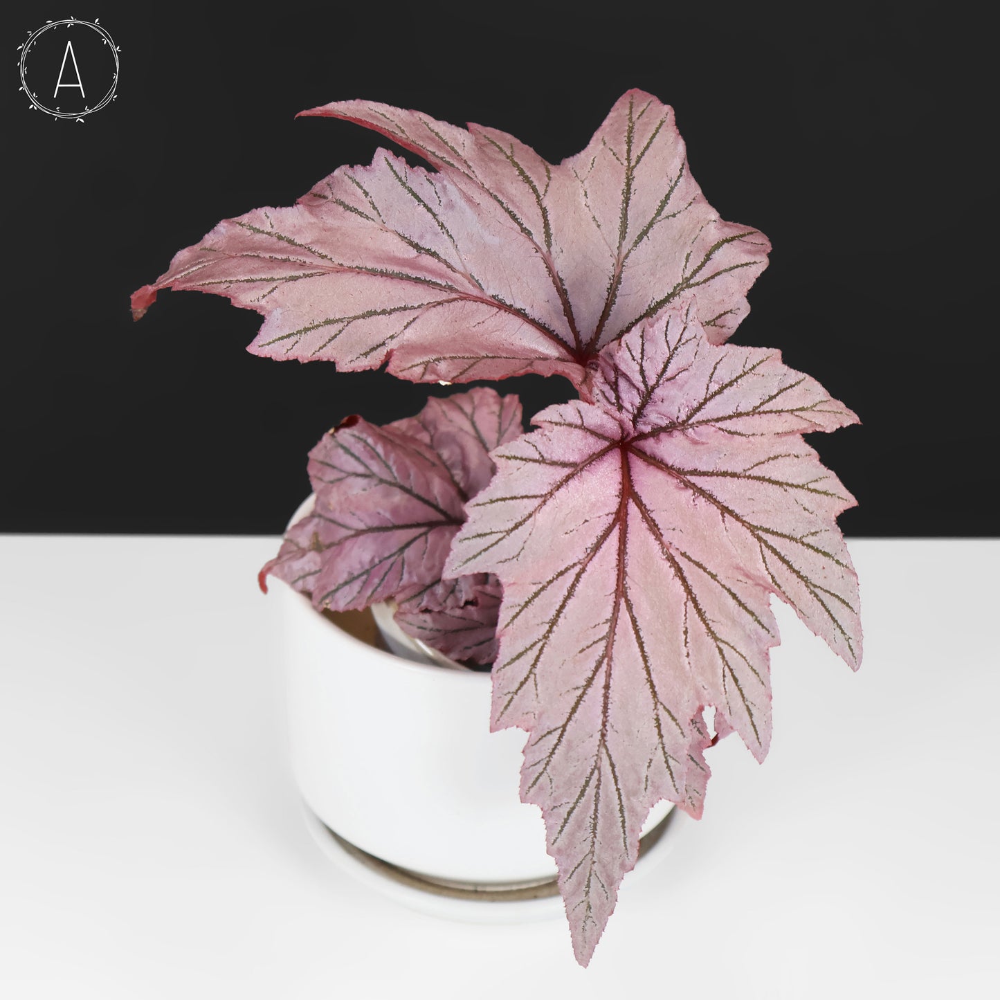 Begonia Lamoon