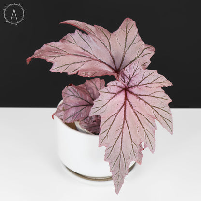 Begonia Lamoon
