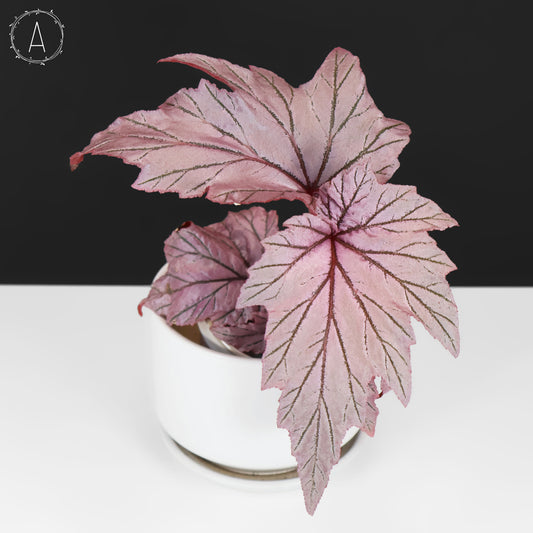 Begonia Lamoon